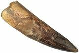 Bargain, Real Spinosaurus Tooth - Giant Dinosaur Tooth #307954-1